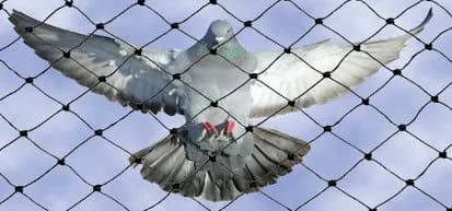 Birt Net Service